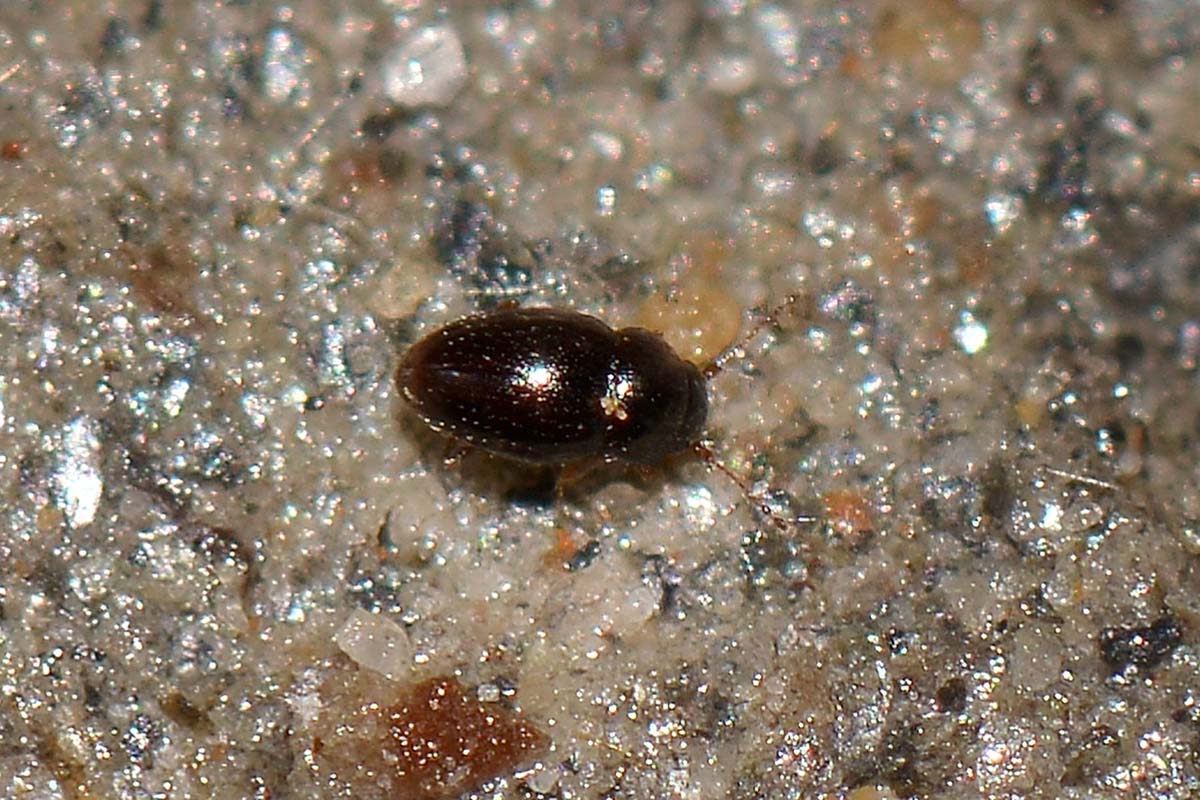 Ptiliidae: Ptenidium sp. (cf.)